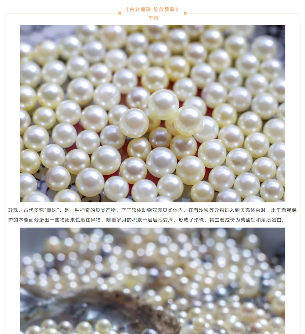 古老南珠，綻放異彩